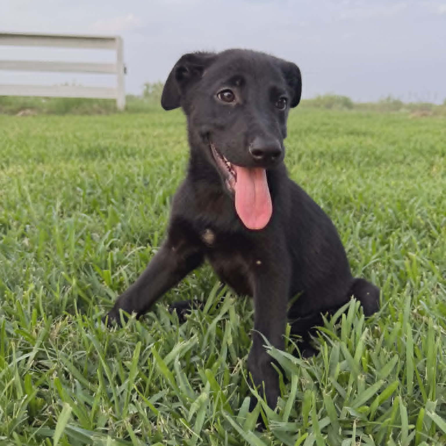 Enlarge Tex , a ADOPTABLE mixed breed in Paramus, NJ image 1/6
