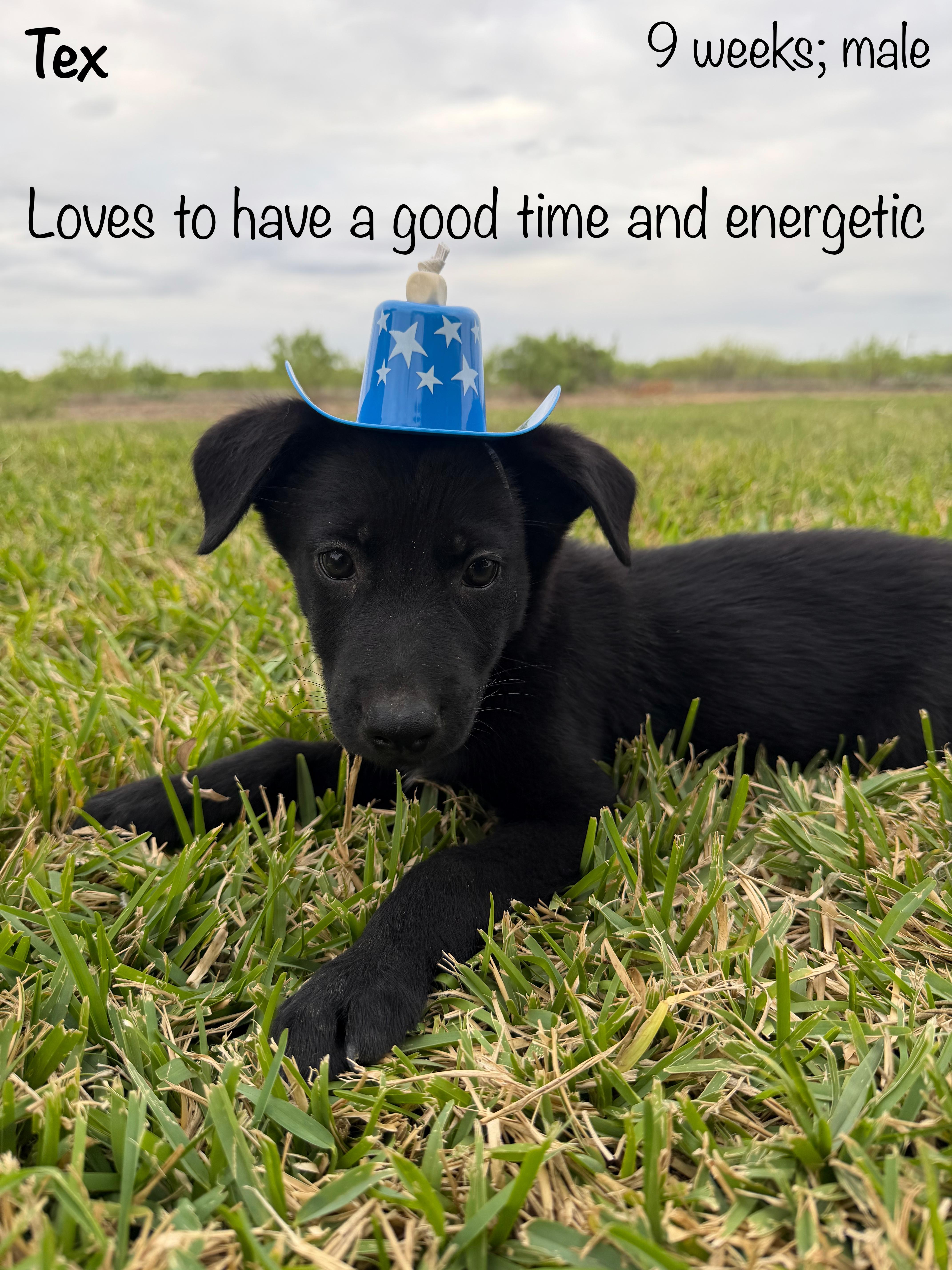 Enlarge Tex , a ADOPTABLE mixed breed in Paramus, NJ image 4/6