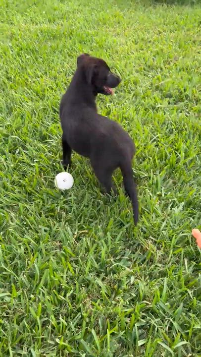 Enlarge Tex , a ADOPTABLE mixed breed in Paramus, NJ video 3/6