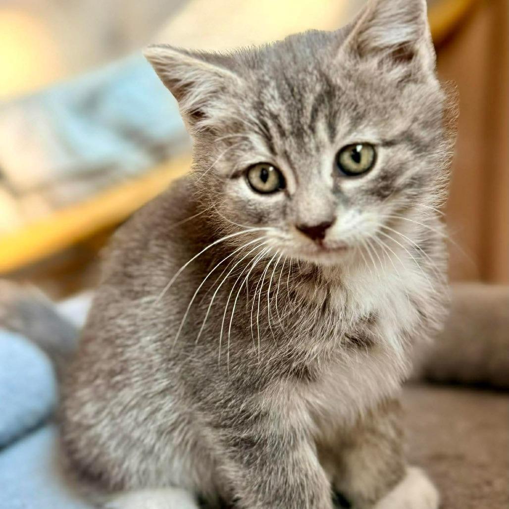Paprika, Adoptable, Kitten Female Domestic Short Hair.