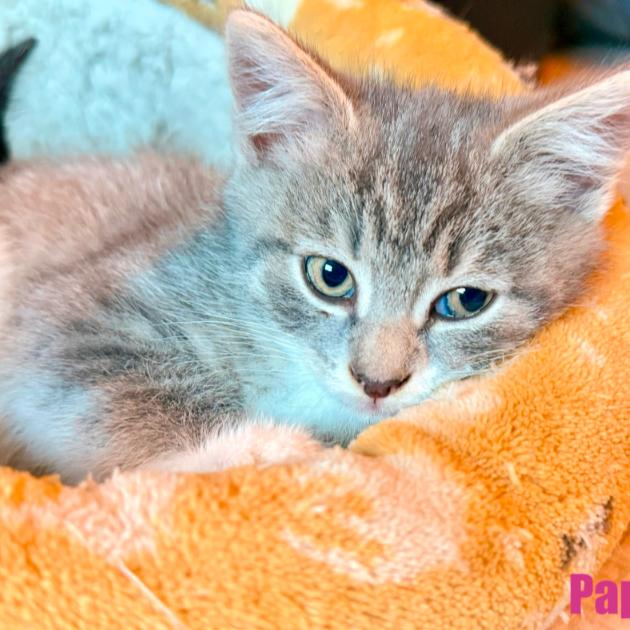 Enlarge Paprika, a Adoptable Domestic Short Hair in Leesburg, VA image 4/6