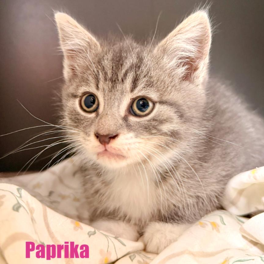 Enlarge Paprika, a Adoptable Domestic Short Hair in Leesburg, VA image 5/6