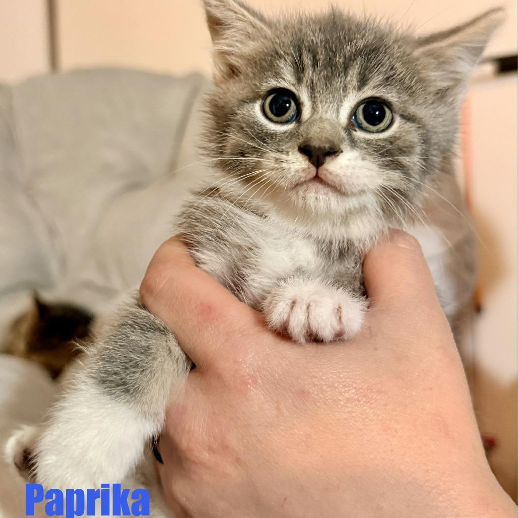Enlarge Paprika, a Adoptable Domestic Short Hair in Leesburg, VA image 6/6