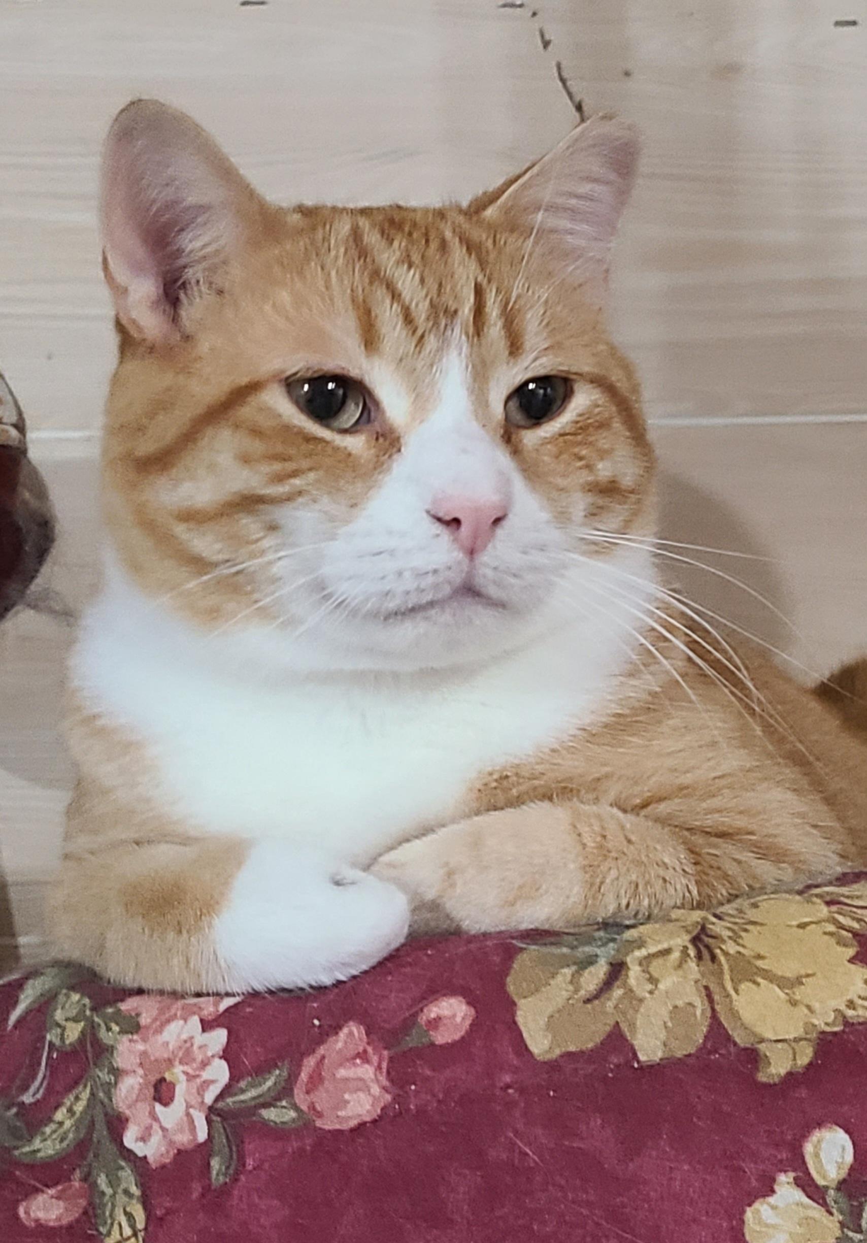 Lil Man, Adopted, Adult Male Domestic Short Hair.