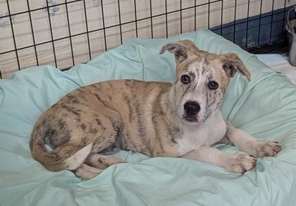 Noah, adopted, Puppy Male Catahoula Leopard Dog & Hound.
