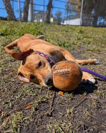 Richie, Adoptable, Puppy Male Mixed Breed & Mixed Breed.