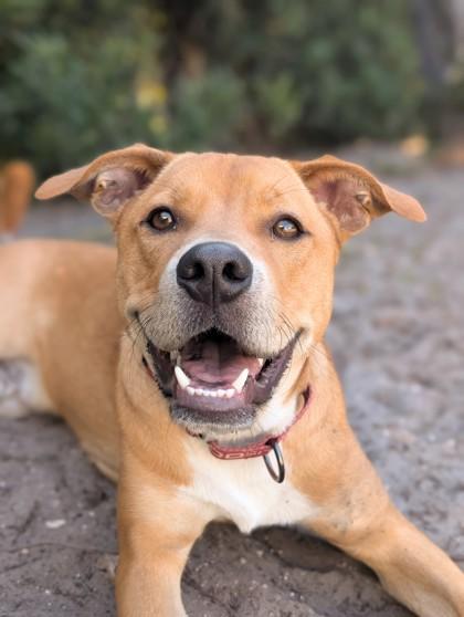 Enlarge Richie, a Adoptable mixed breed in Saint Petersburg, FL image 2/3