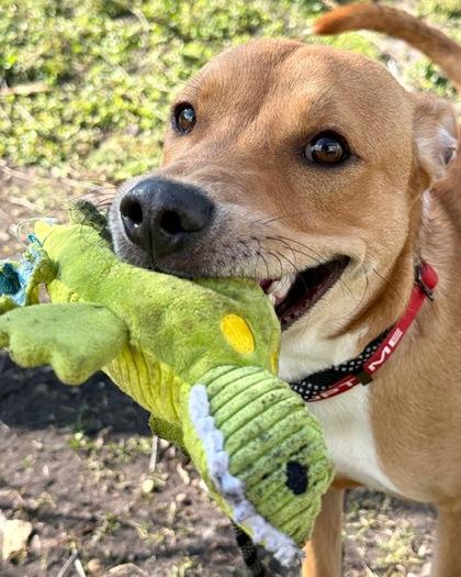 Enlarge Richie, a Adoptable mixed breed in Saint Petersburg, FL image 3/3