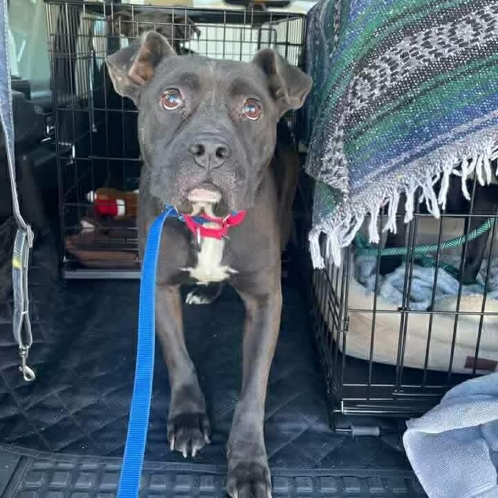 Rocky, ADOPTABLE, Young Male Pit Bull Terrier.