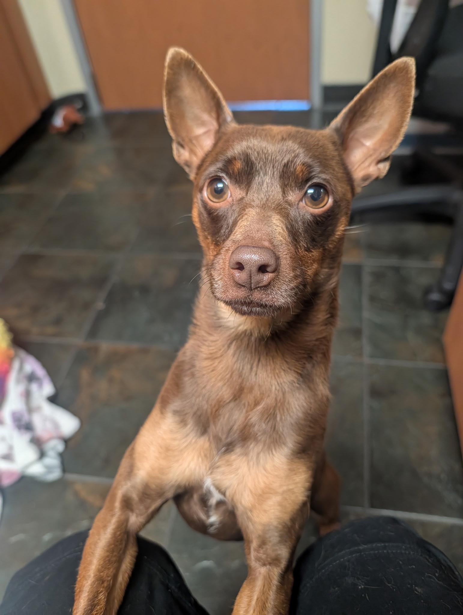 Willy, ADOPTABLE, Young Male Miniature Pinscher.