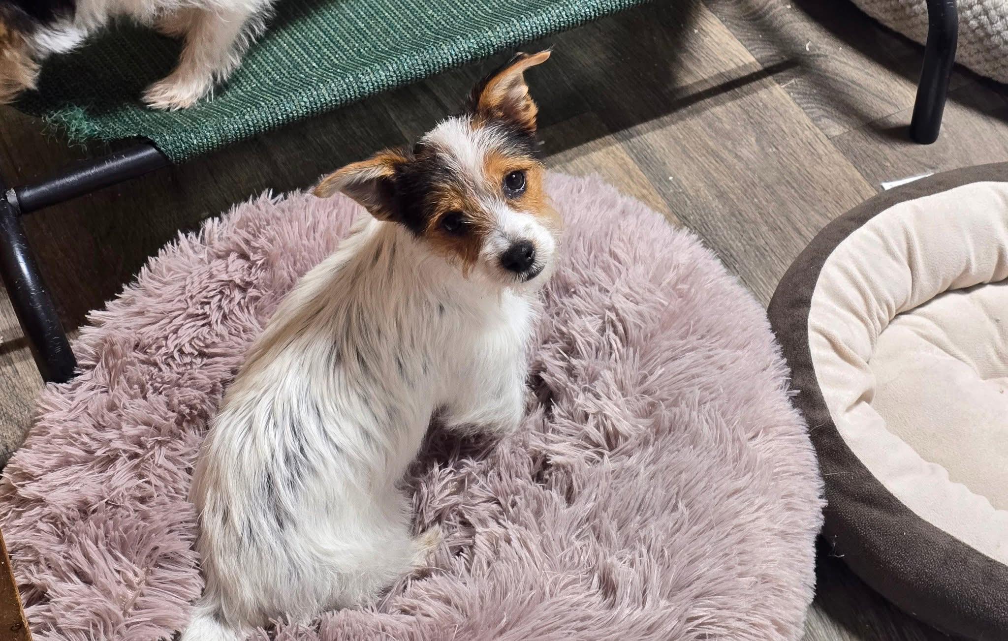 Juniper , adoptable, Puppy Female Yorkshire Terrier.