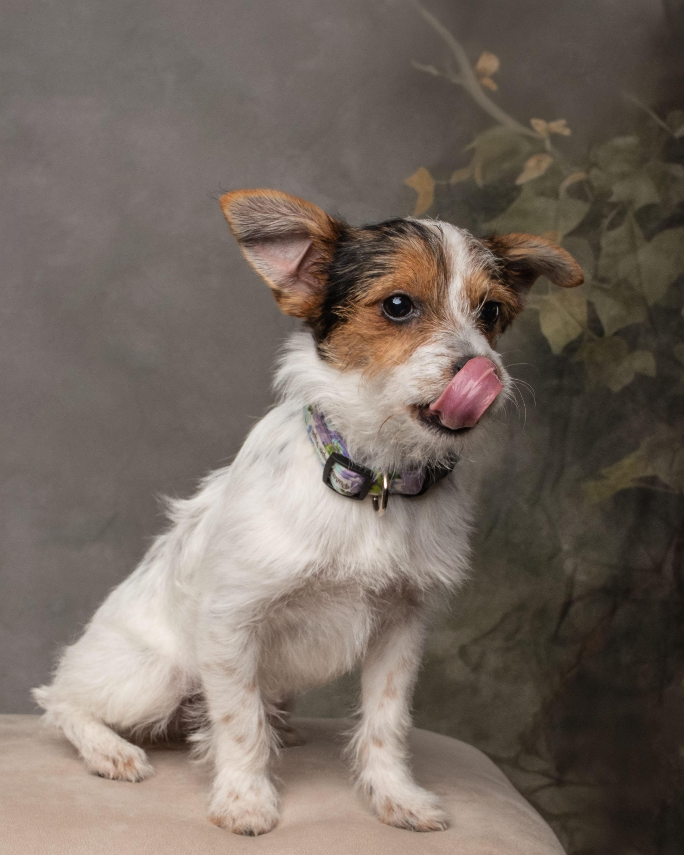 Juniper , an adopted mixed breed in Aiken, SC image 6/6