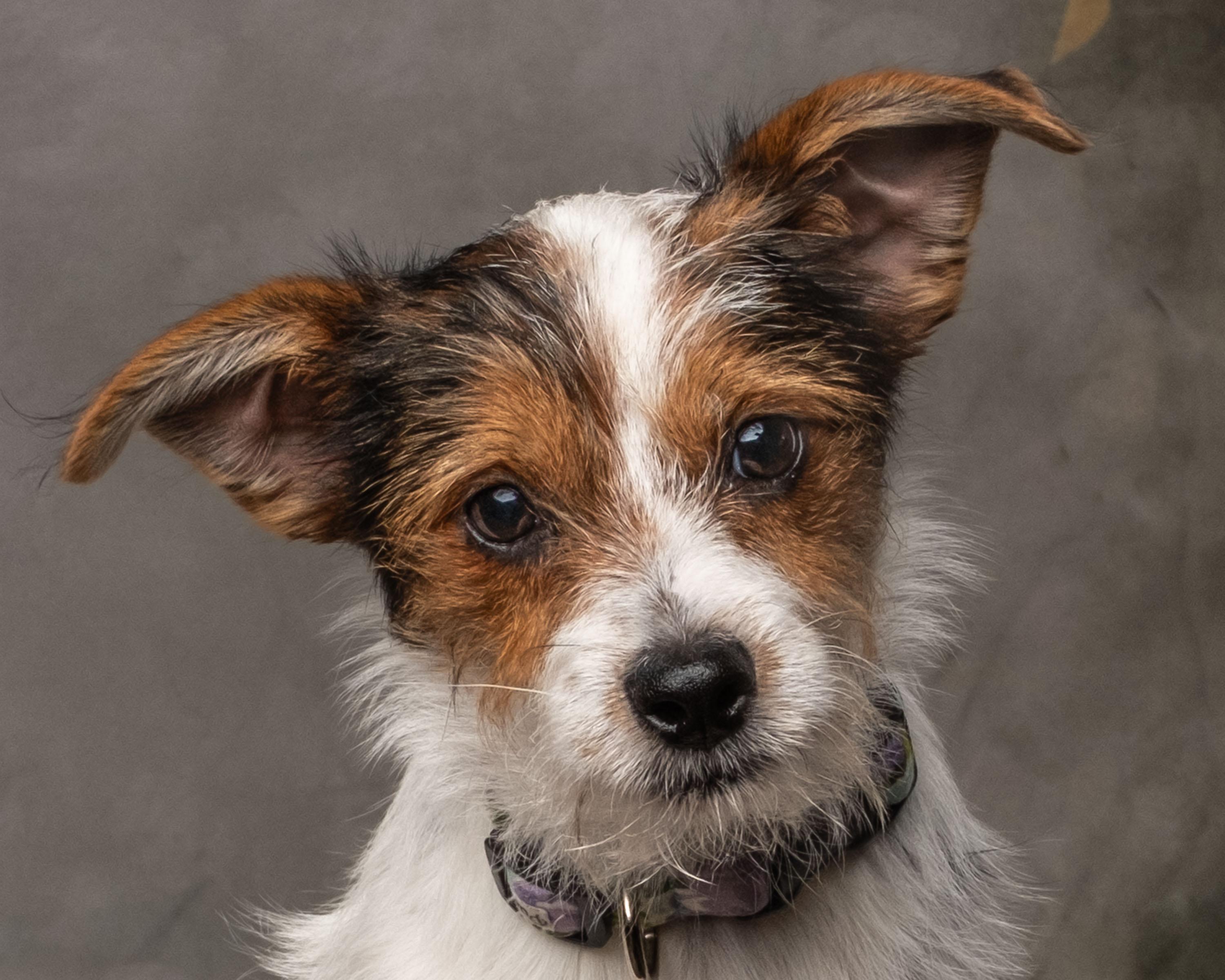 Juniper , an adopted mixed breed in Aiken, SC image 4/6