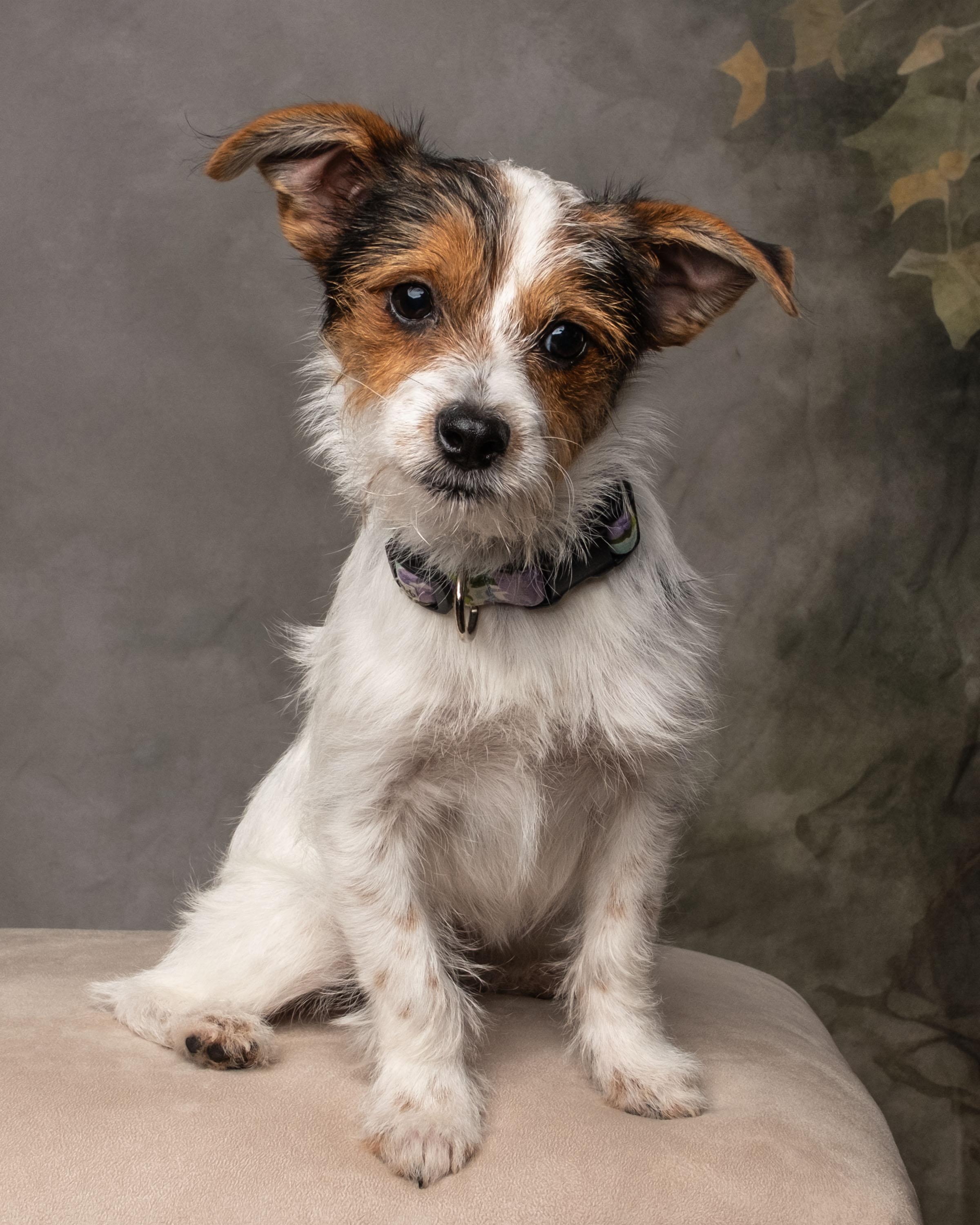 Juniper , an adopted mixed breed in Aiken, SC image 5/6