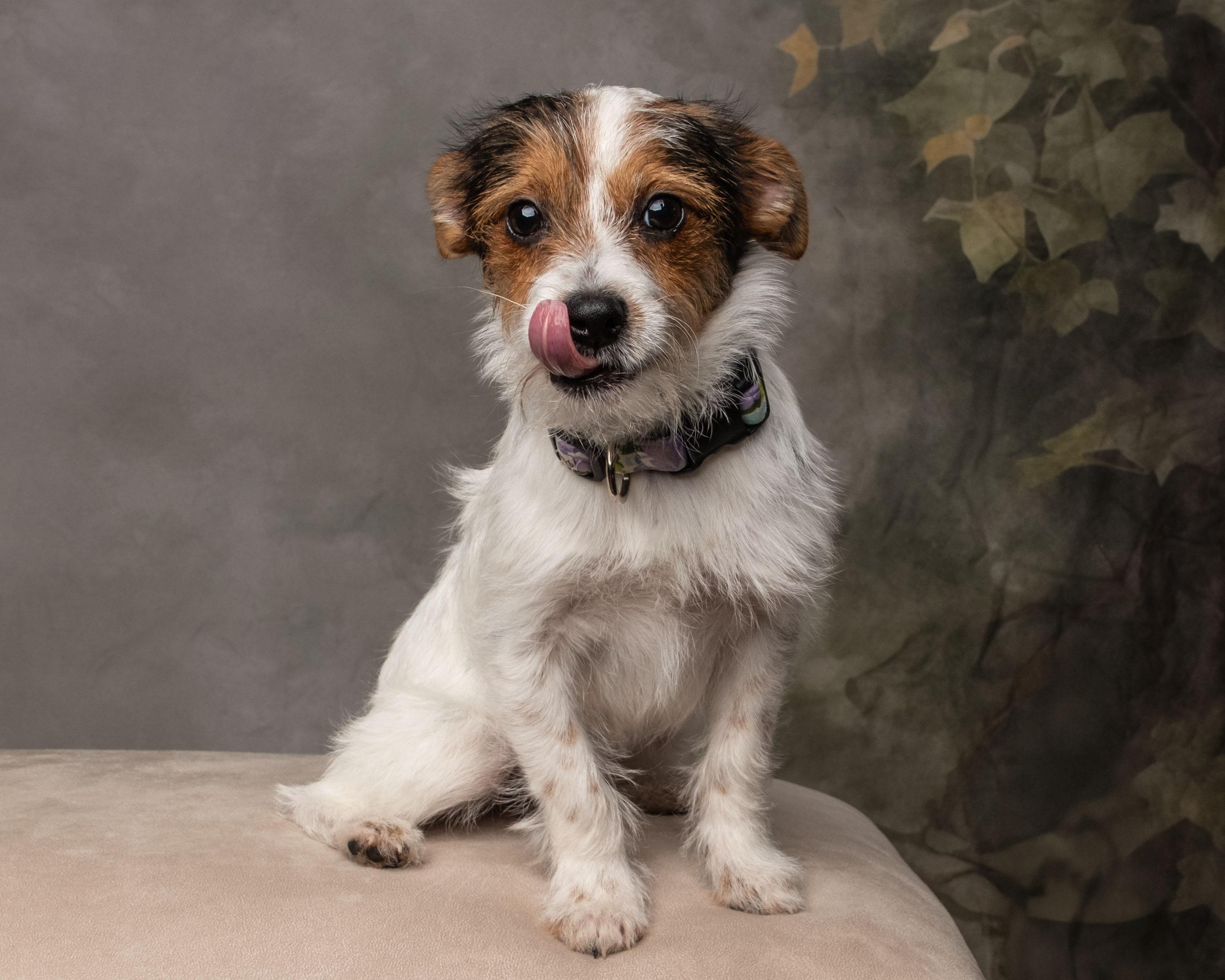 Juniper , an adopted mixed breed in Aiken, SC image 3/6