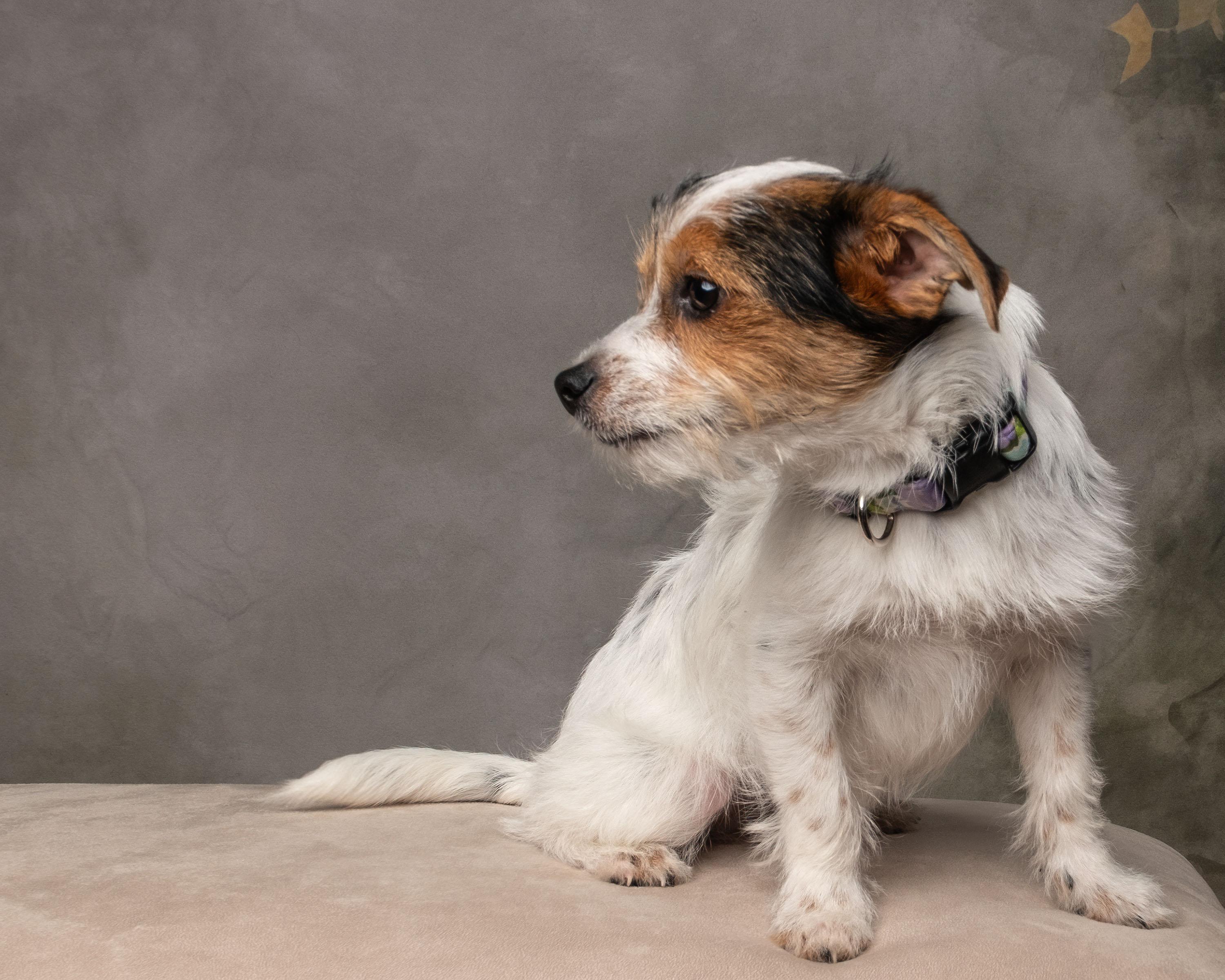 Juniper , an adopted mixed breed in Aiken, SC image 2/6