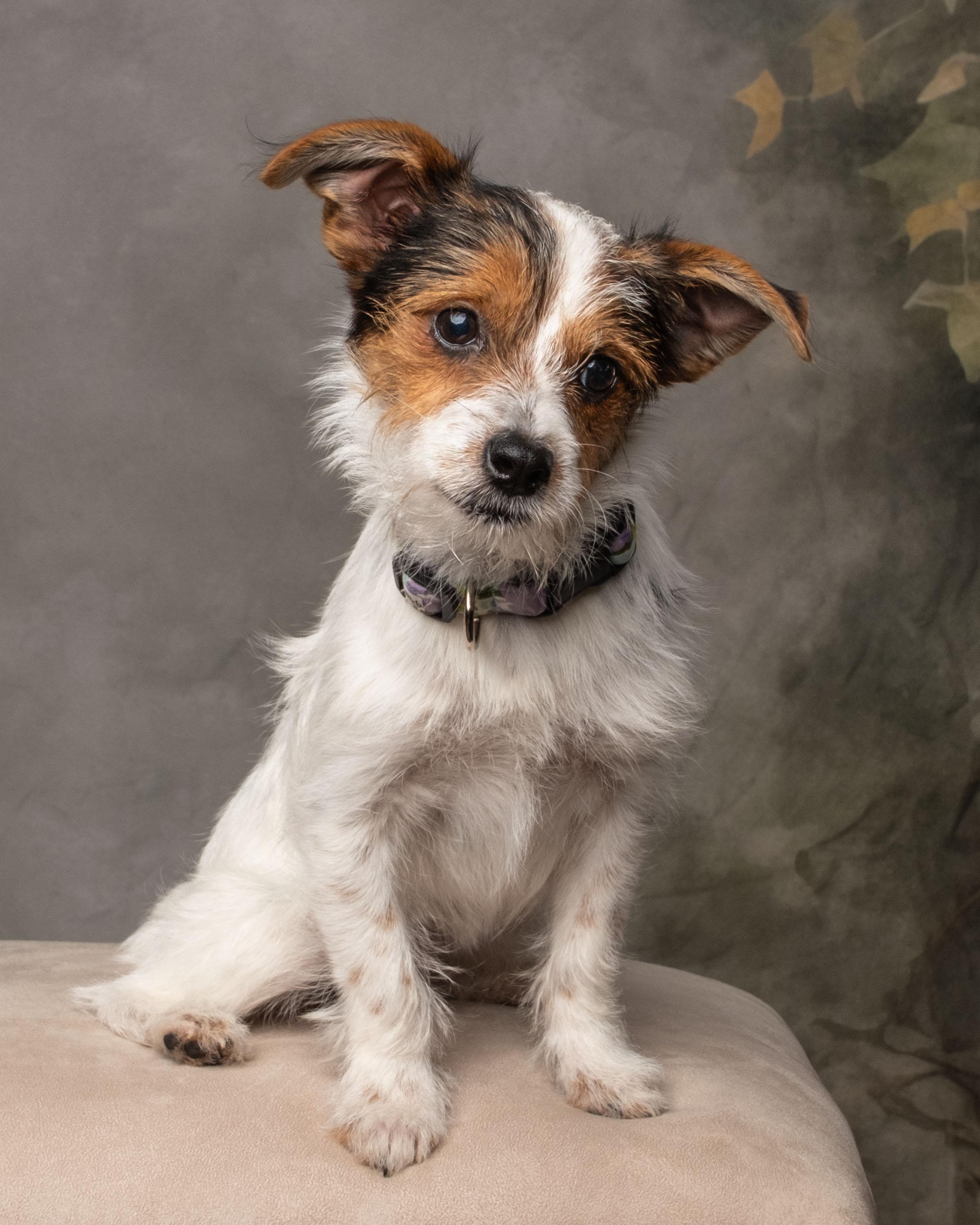 Juniper , adoptable, Puppy Female Yorkshire Terrier.