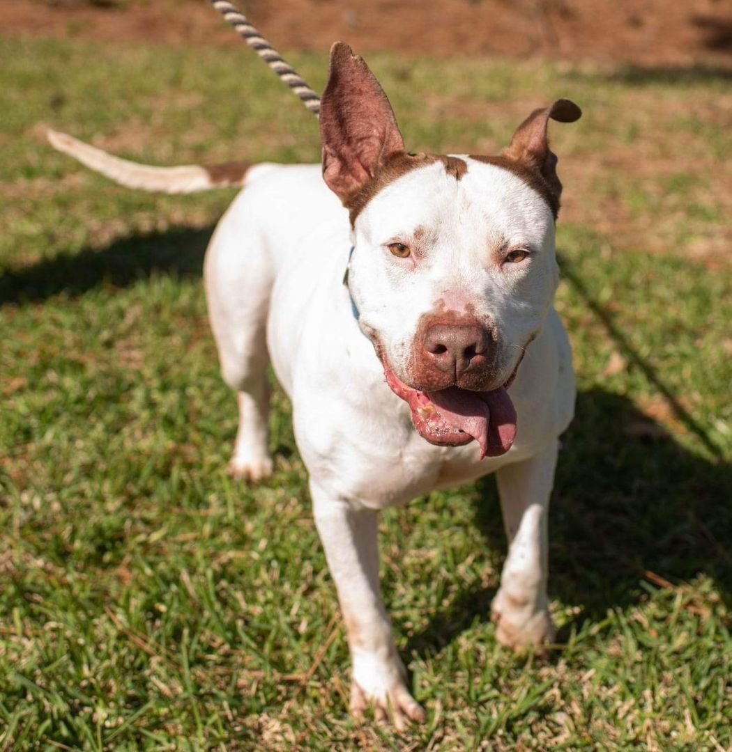 Drax — thumbnail 3