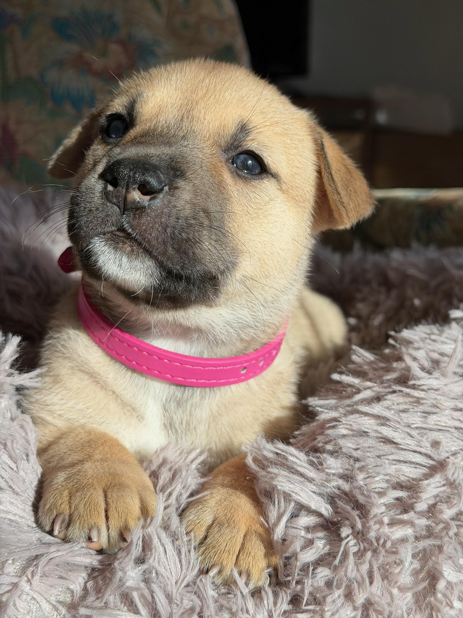 Enlarge Rosemary, an adopted mixed breed in Santa Barbara, CA image 4/6