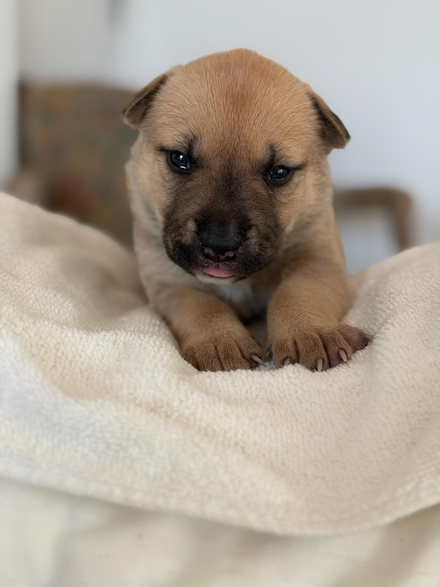 Enlarge Rosemary, an adopted mixed breed in Santa Barbara, CA image 5/6