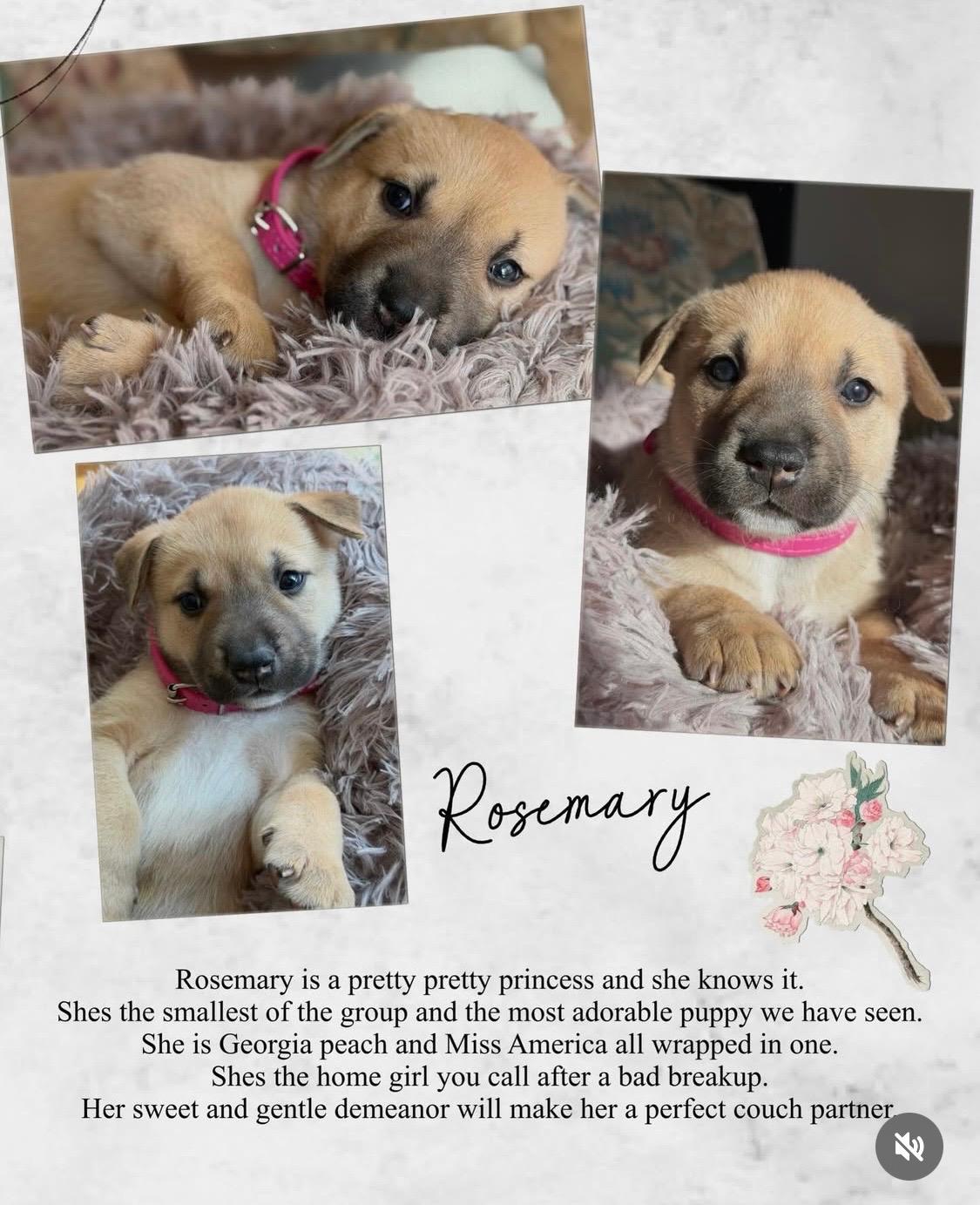 Enlarge Rosemary, an adopted mixed breed in Santa Barbara, CA image 6/6