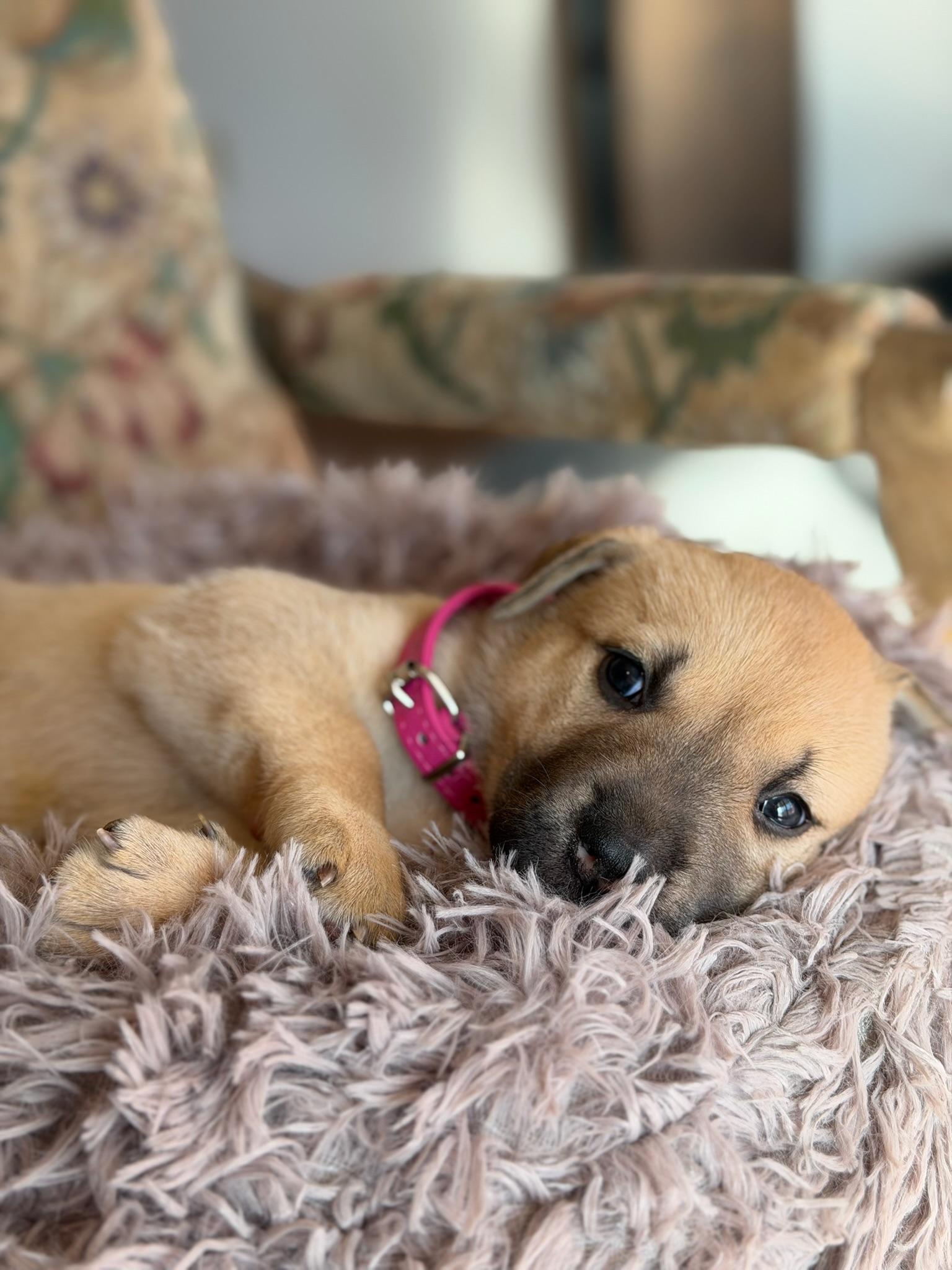 Rosemary, adopted, Puppy Female Staffordshire Bull Terrier.