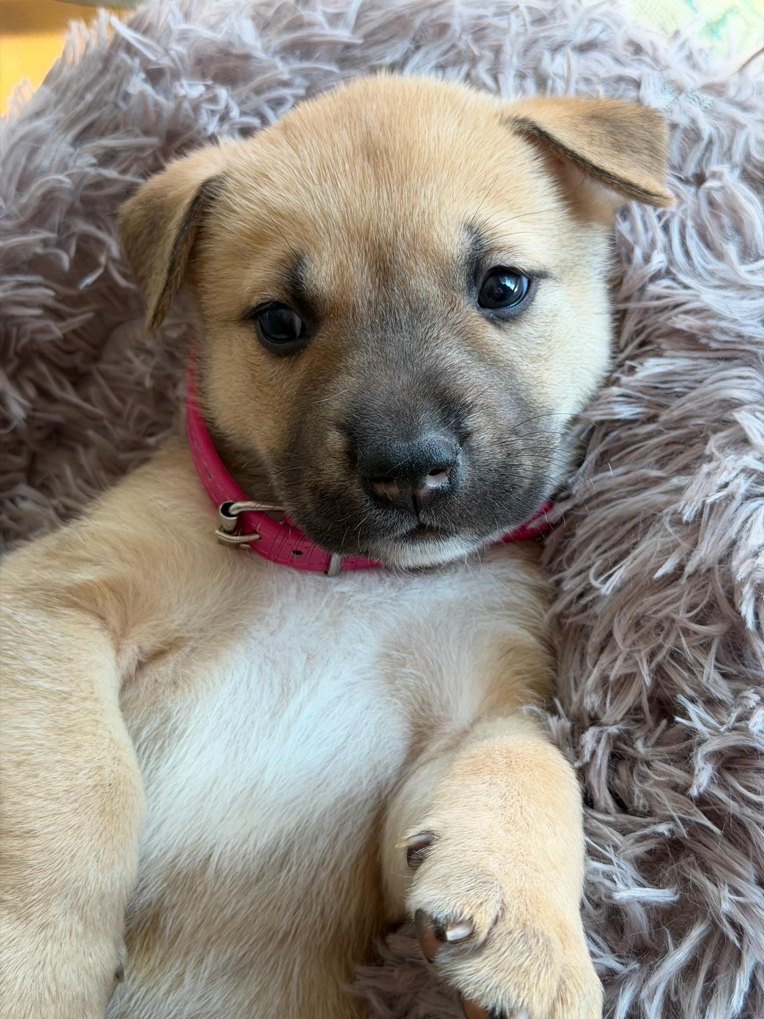 Enlarge Rosemary, an adopted mixed breed in Santa Barbara, CA image 3/6