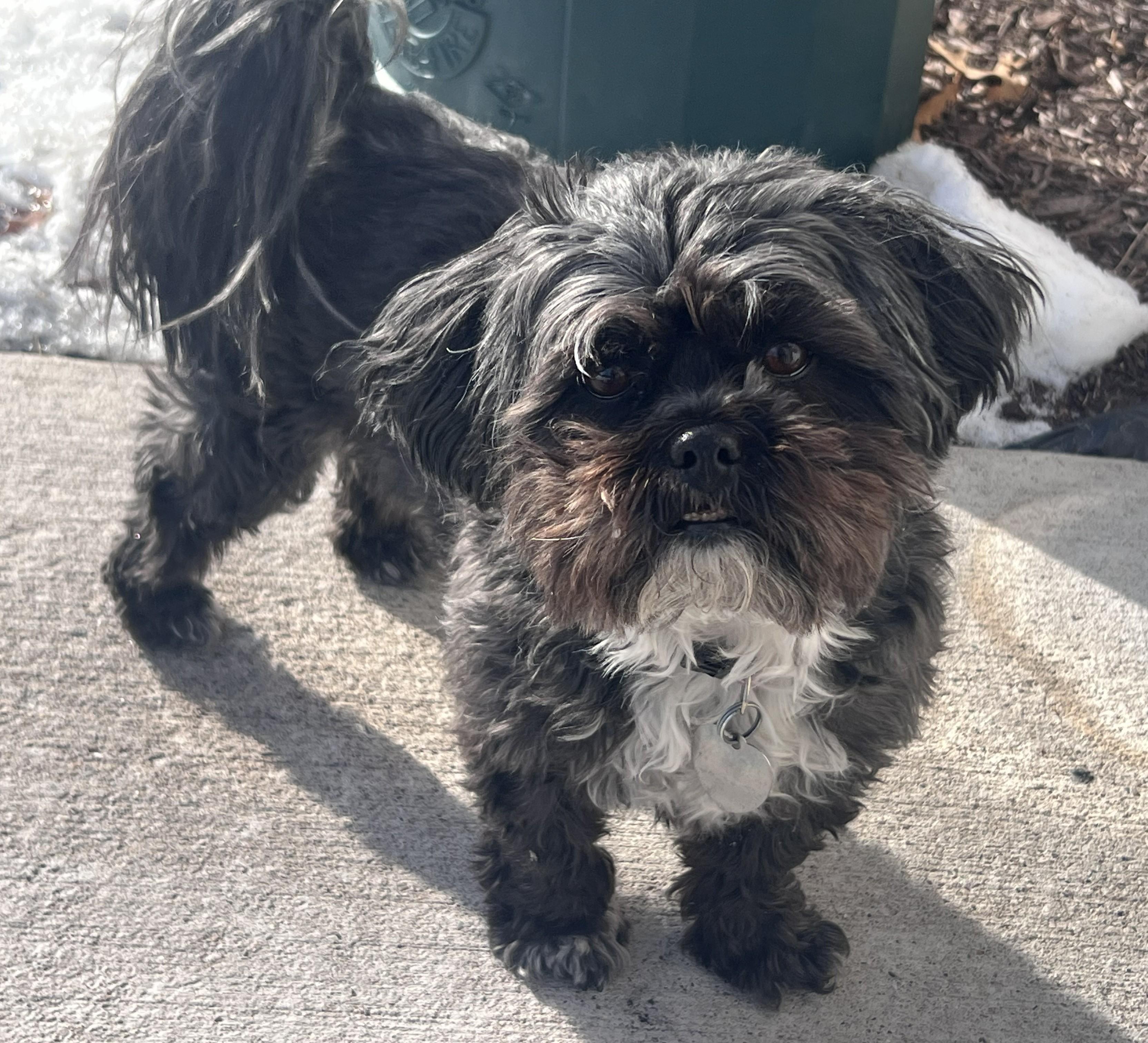 Romeo&Lady, adopted, Adult Male Maltipoo.