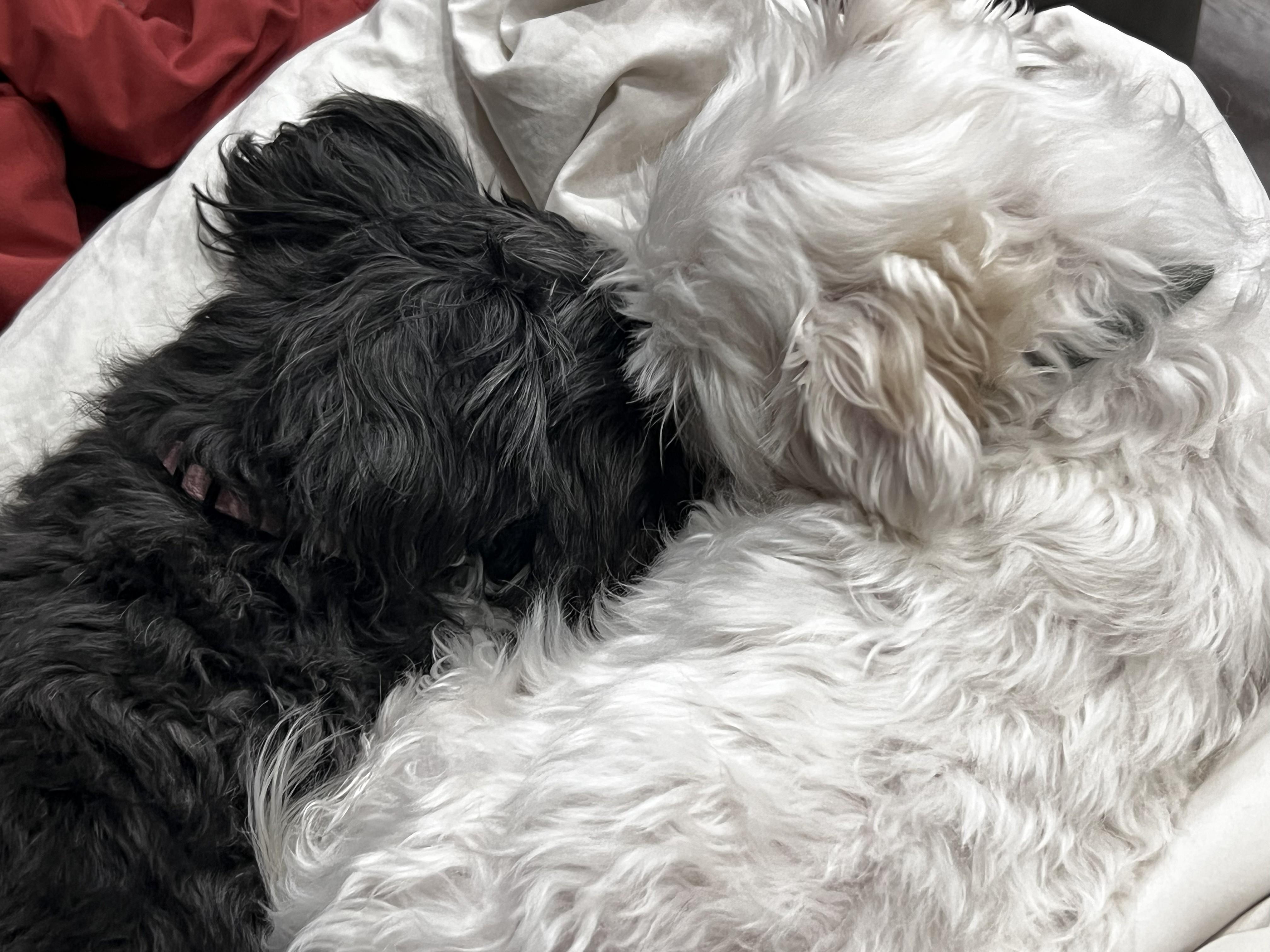 Romeo&Lady, an adopted Maltipoo in Rochester, MN image 4/4