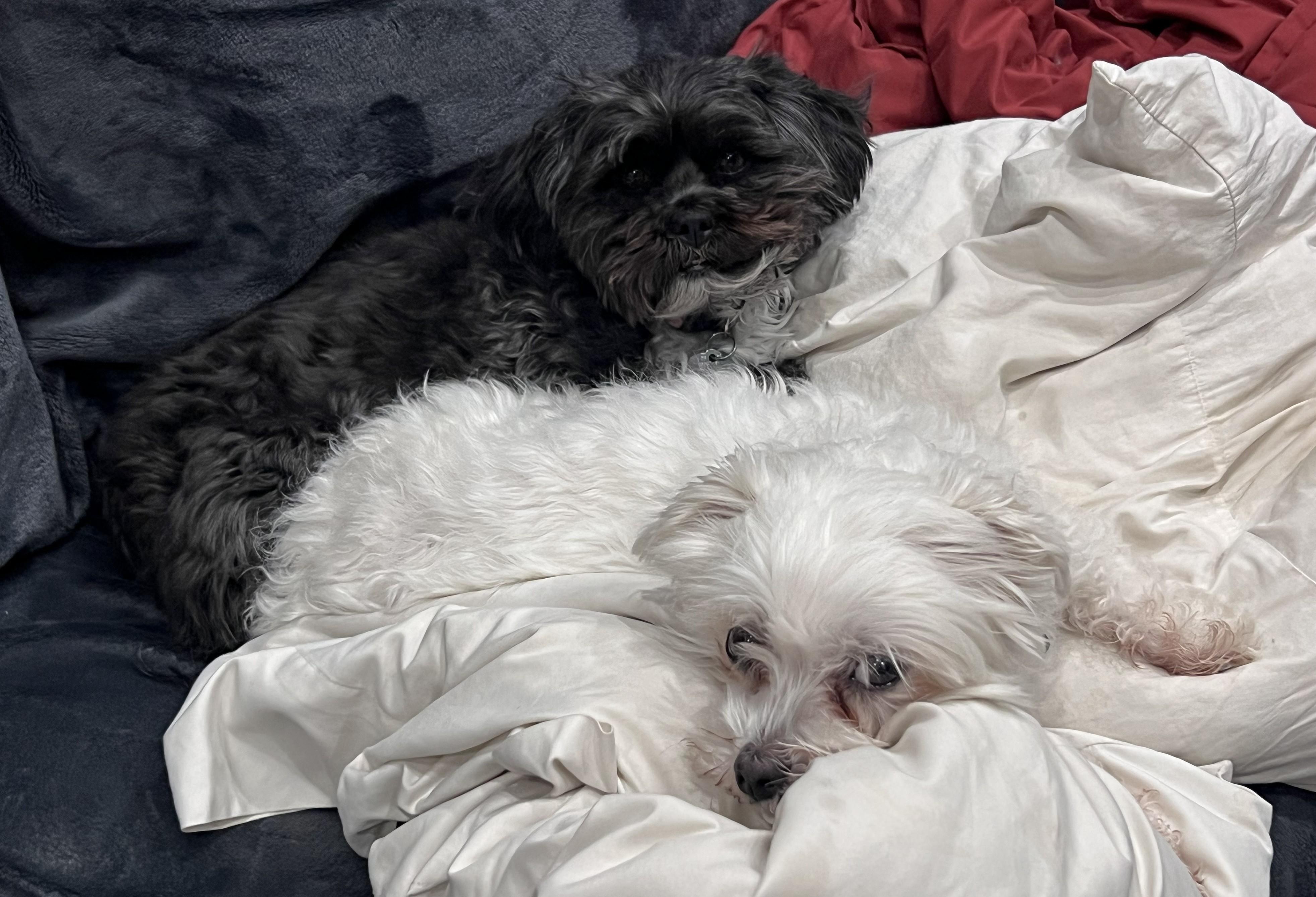 Romeo&Lady, an adopted Maltipoo in Rochester, MN image 3/4