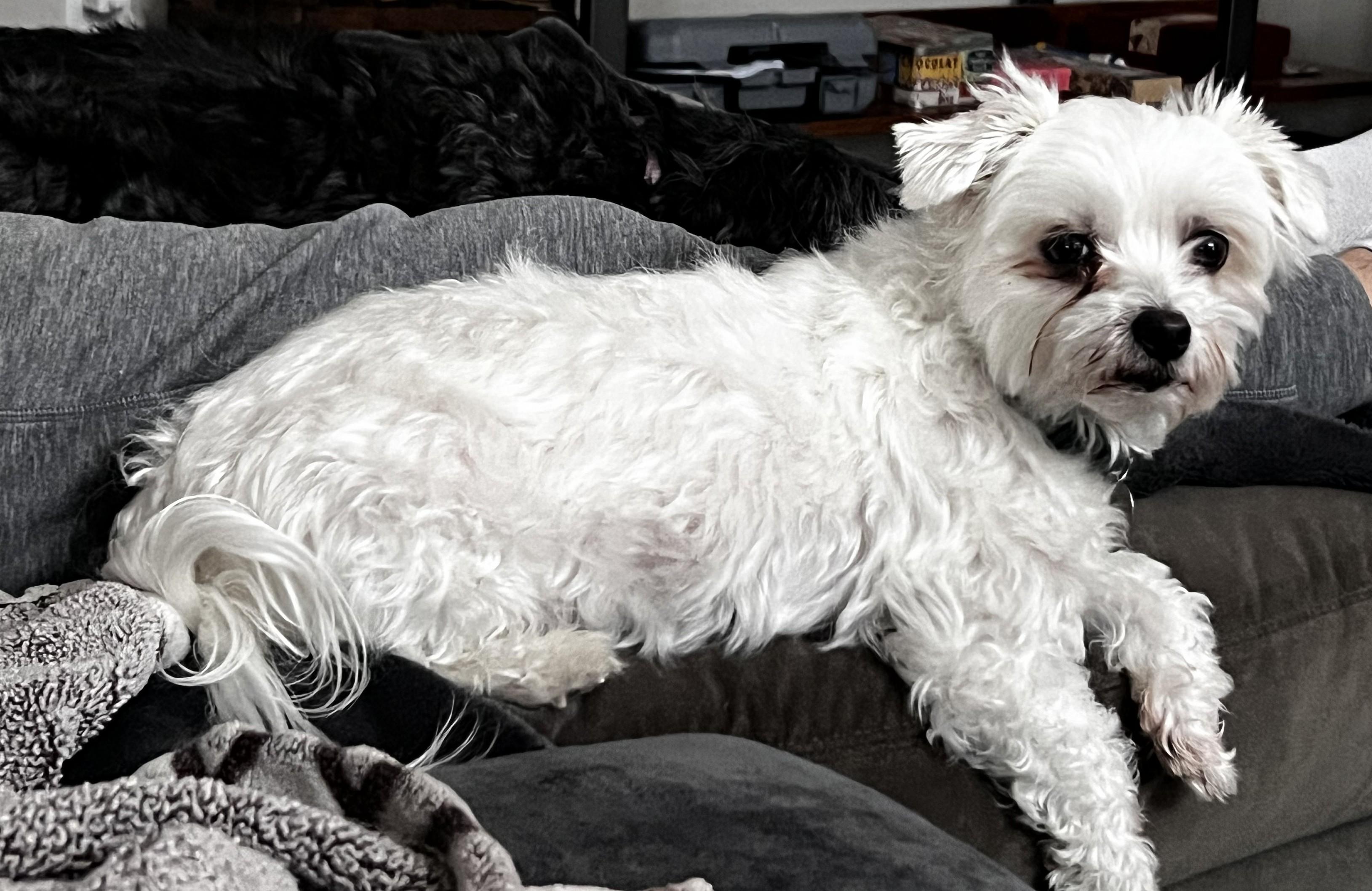 Romeo&Lady, an adopted Maltipoo in Rochester, MN image 2/4