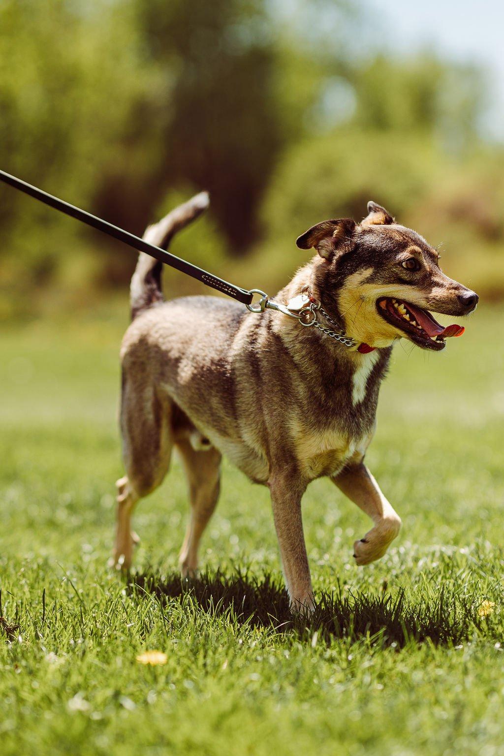 WILEY, Adult Male Mixed Breed
