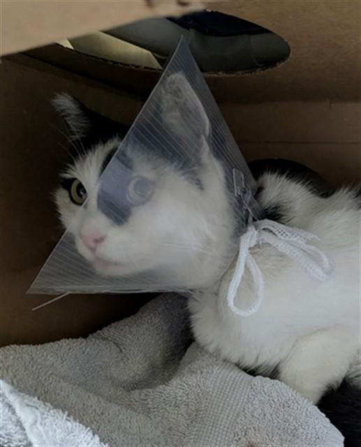 DOTTIE, Adoptable, Adult Female Domestic Short Hair.