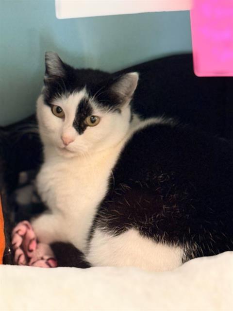 DOTTIE, Adoptable, Adult Female Domestic Short Hair.