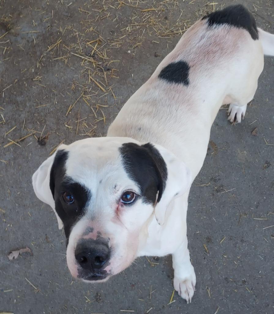 Enlarge Cash, a Adoptable mixed breed in Saint Clairsville, OH image 1/3