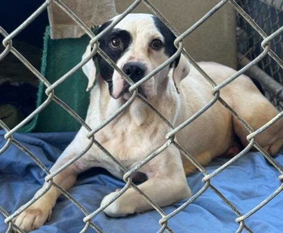 Enlarge Cash, a Adoptable mixed breed in Saint Clairsville, OH image 2/3