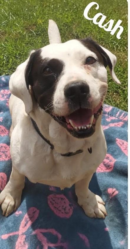 Enlarge Cash, a Adoptable mixed breed in Saint Clairsville, OH image 3/3