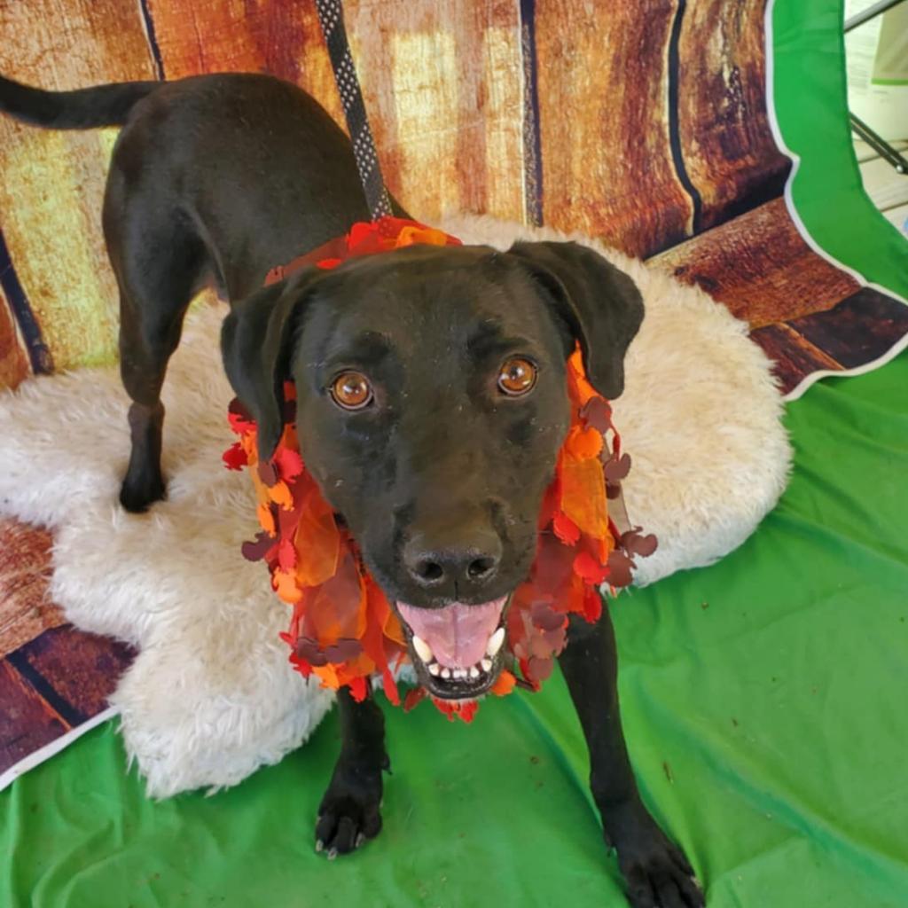 Gusher JuM, a Adoptable mixed breed in Jacksonville, FL image 1/6