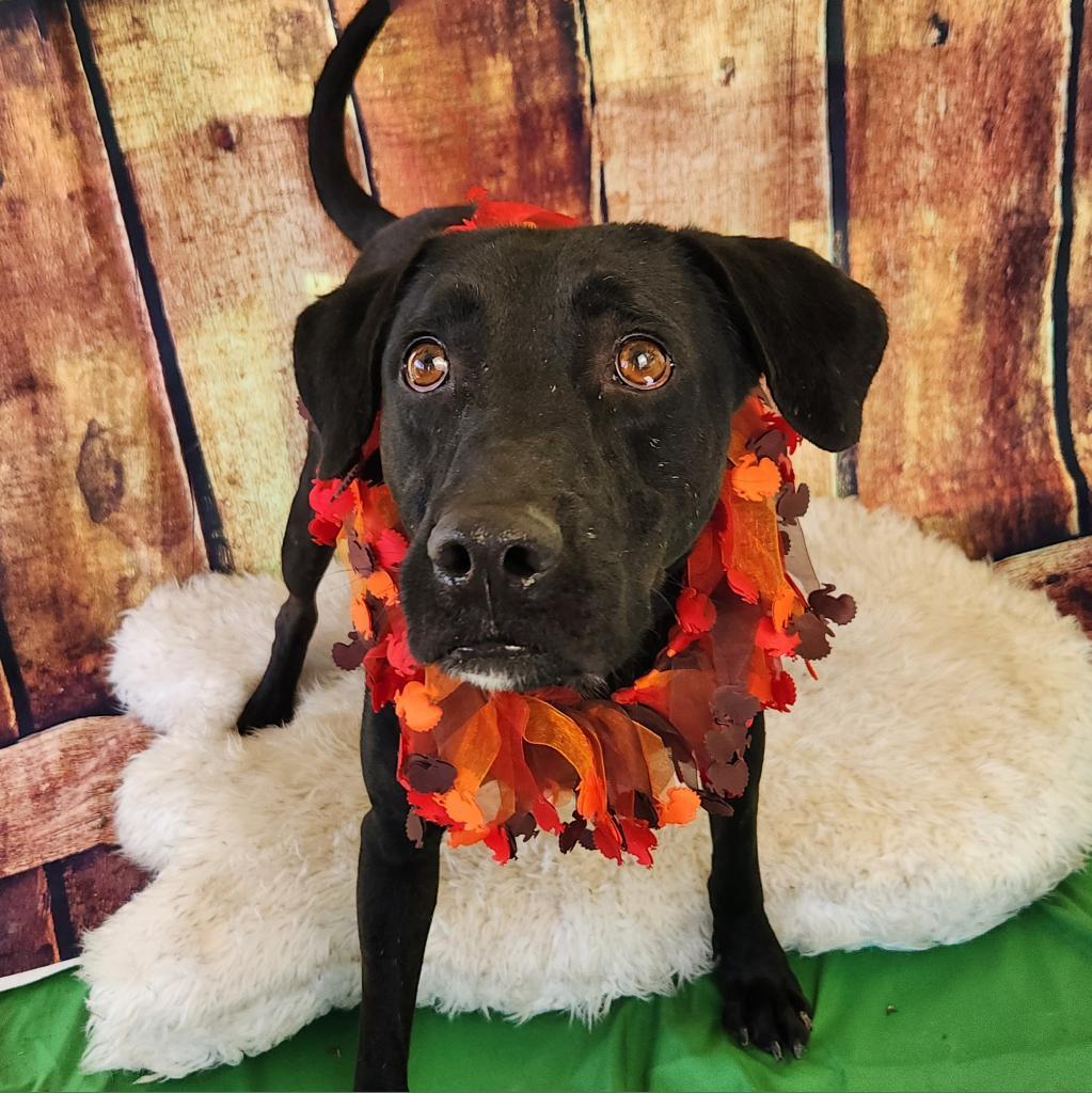 Gusher JuM, a Adoptable mixed breed in Jacksonville, FL image 2/6