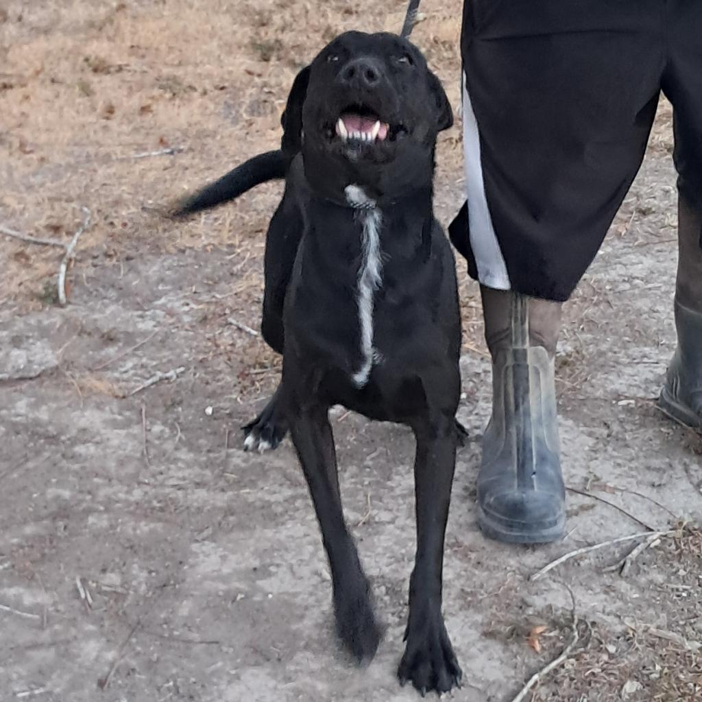 Gusher JuM, a Adoptable mixed breed in Jacksonville, FL image 3/6