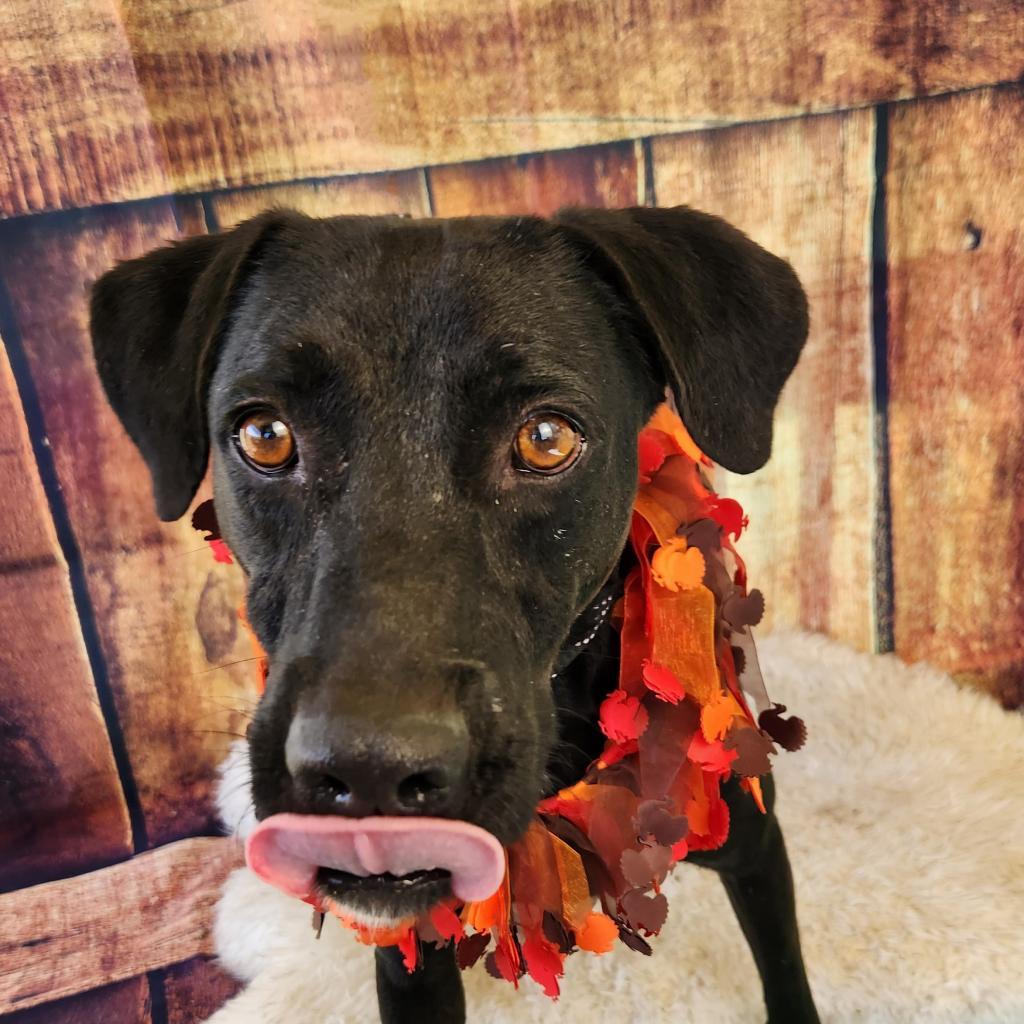 Gusher JuM, a Adoptable mixed breed in Jacksonville, FL image 4/6