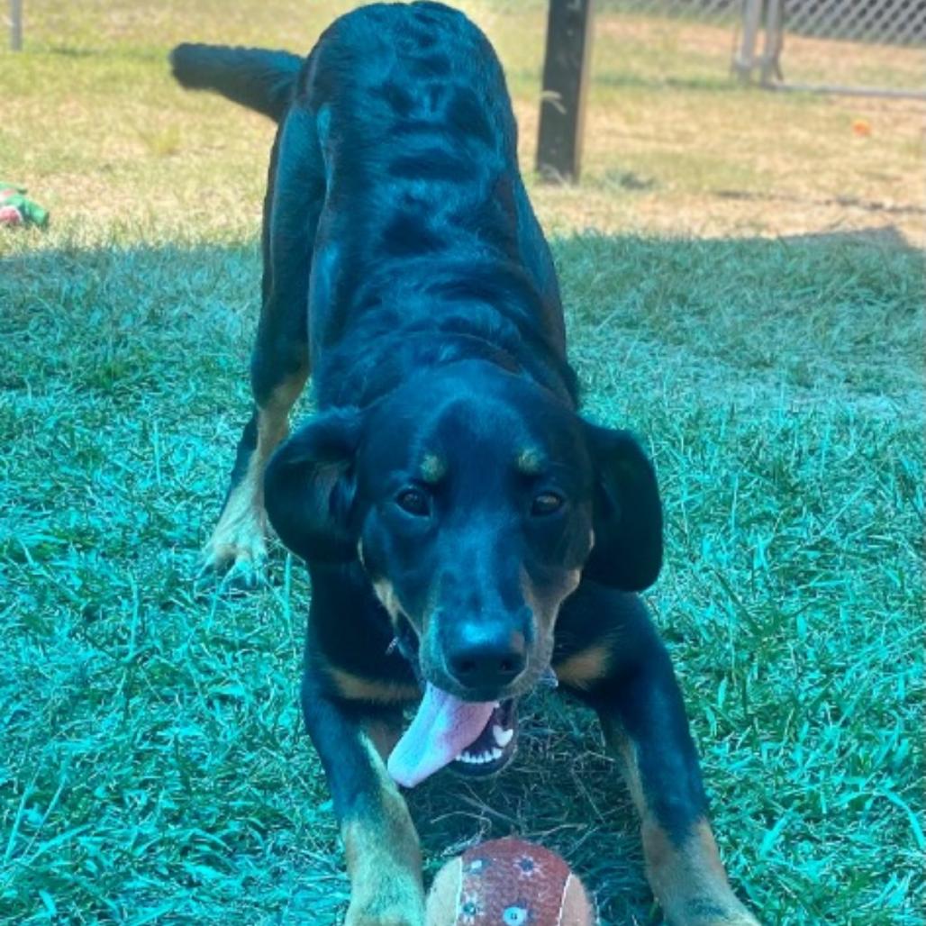 Enlarge Bear, a Adoptable mixed breed in Wadena, MN image 1/4