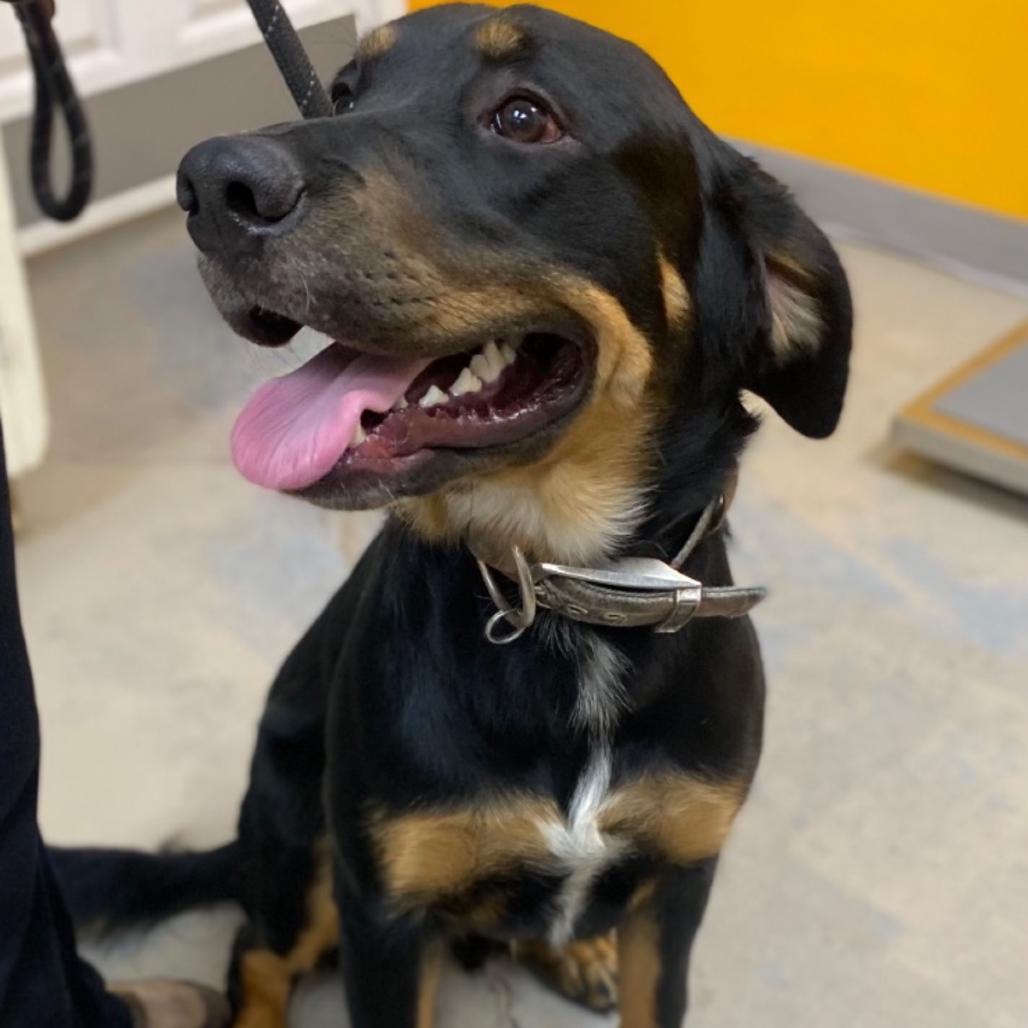 Enlarge Bear, a Adoptable mixed breed in Wadena, MN image 3/4
