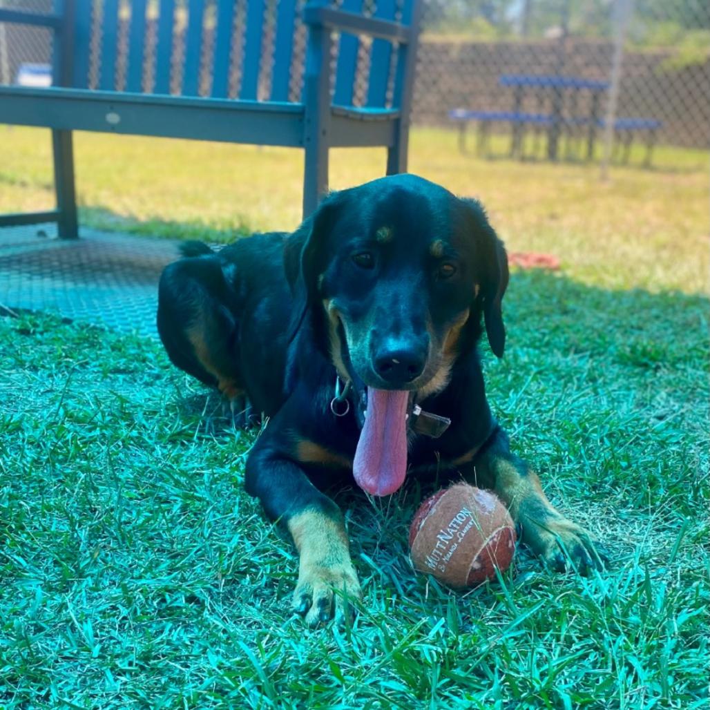 Enlarge Bear, a Adoptable mixed breed in Wadena, MN image 4/4
