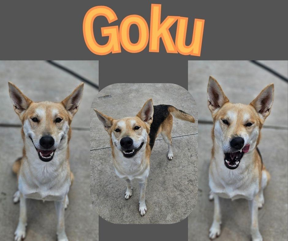 Enlarge Goku, a Adoptable mixed breed in Kingsport, TN image 1/1