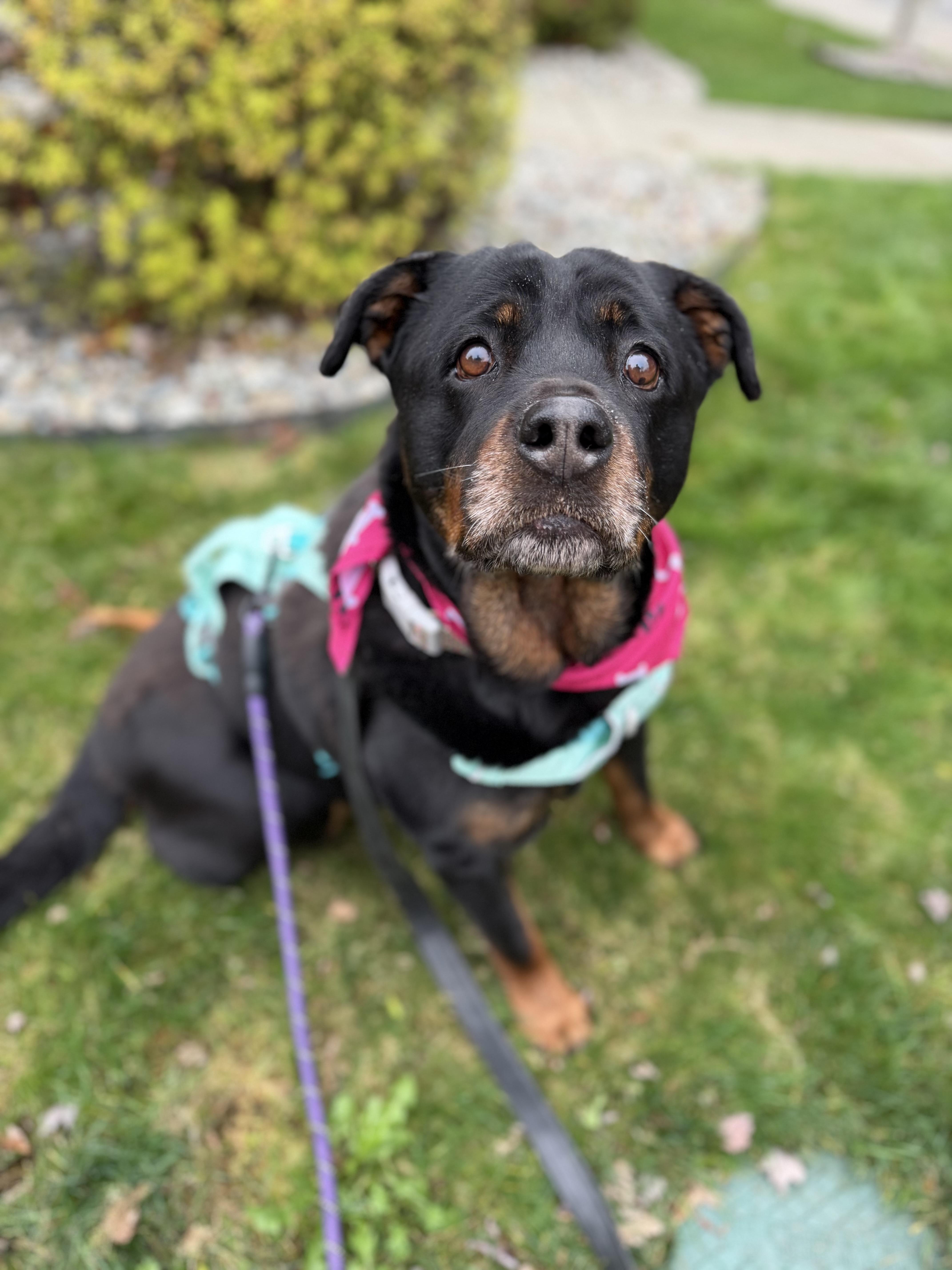 Zelda, a Adoptable mixed breed in lynnwood , WA image 2/6