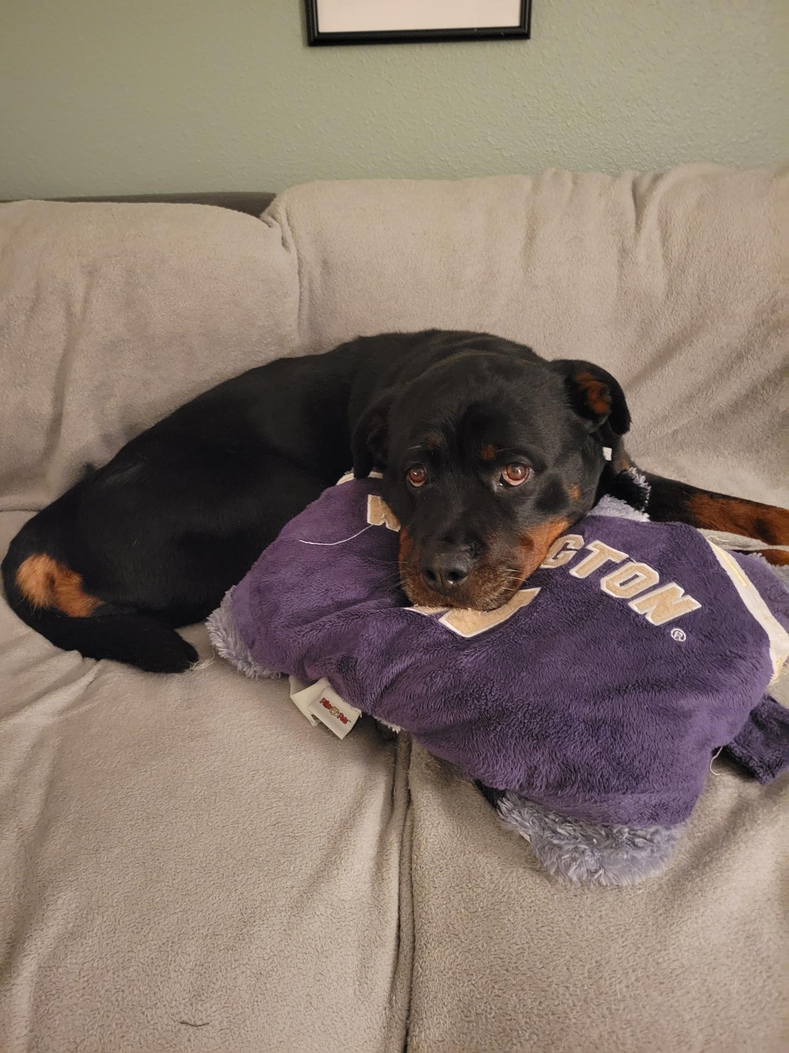 Zelda, a Adoptable mixed breed in lynnwood , WA image 3/6