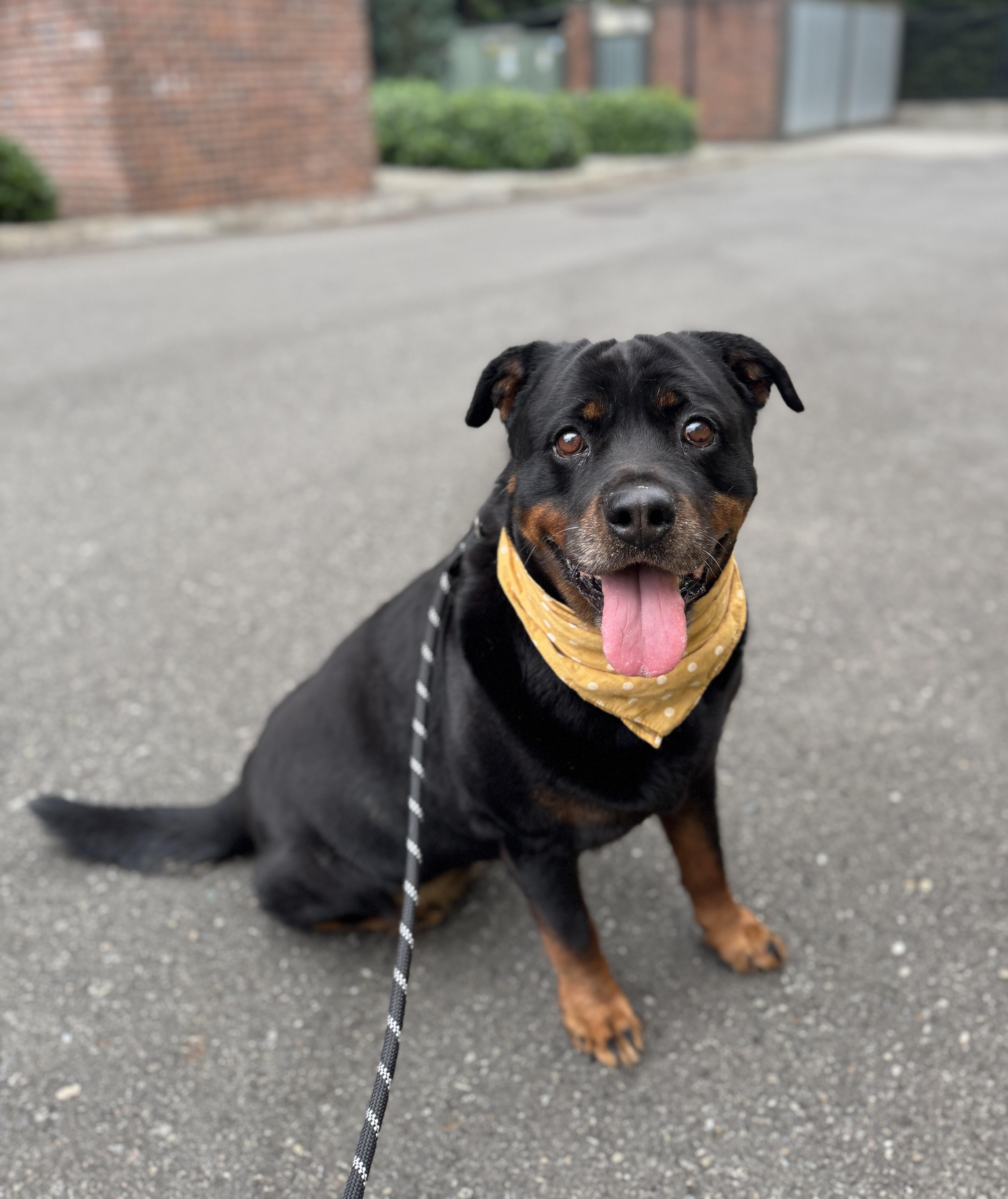 Zelda, a Adoptable mixed breed in lynnwood , WA image 5/6
