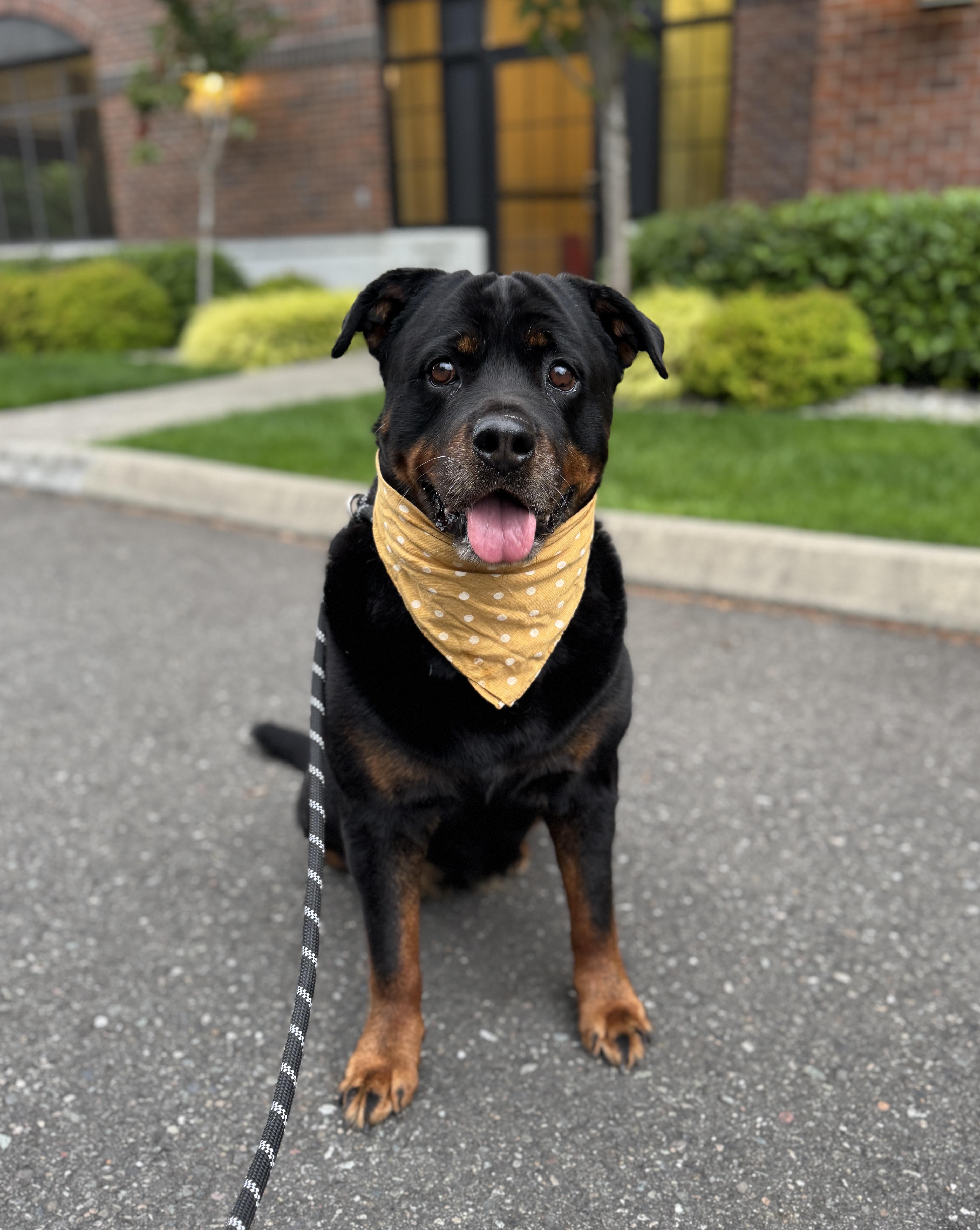 Zelda, Adoptable, Senior Female Rottweiler & Labrador Retriever.