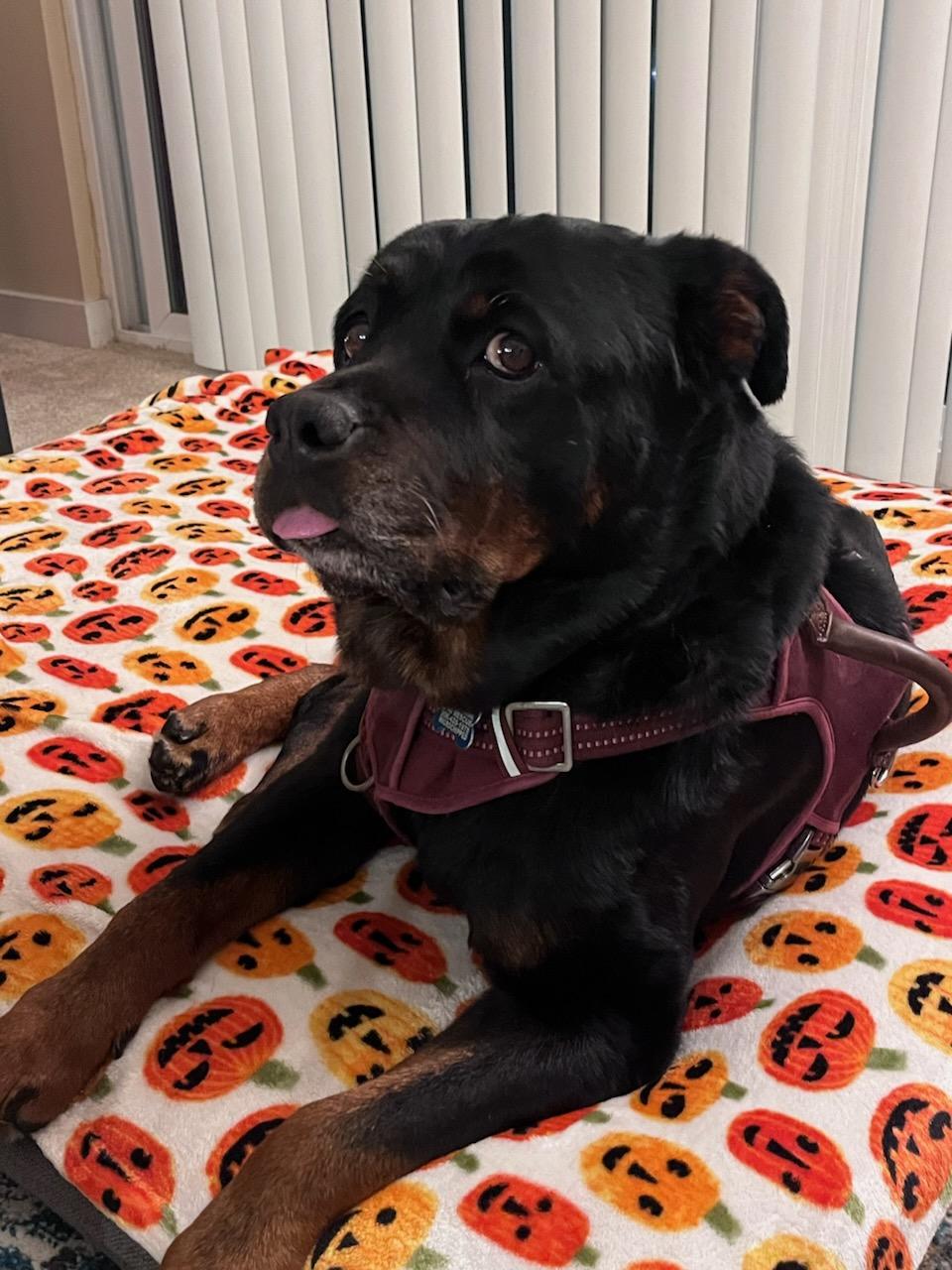 Zelda, a Adoptable mixed breed in lynnwood , WA image 6/6